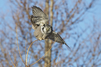 northern hawk owl 020814_MG_1374 