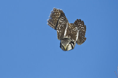 northern hawk owl 020814_MG_1399 