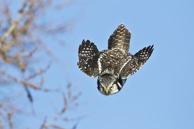 northern hawk owl 020814_MG_1403 