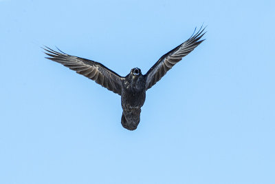 common raven 021714_MG_2856