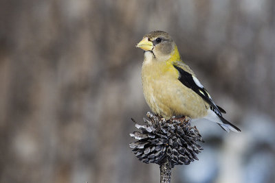 evening grosbeak 021514_MG_2516