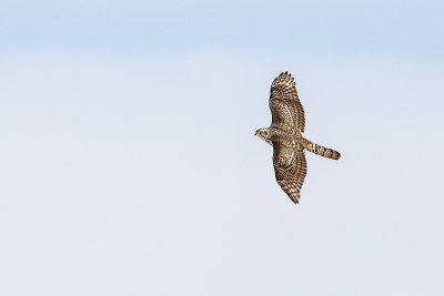 northern goshawk 021714_MG_2739 