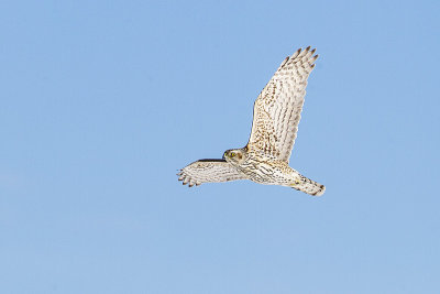northern goshawk 021714_MG_2767 