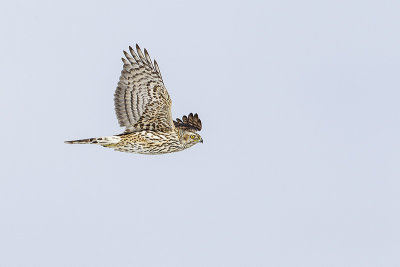 northern goshawk 021714_MG_2821