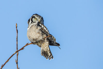 northern hawk owl 022414_MG_3198