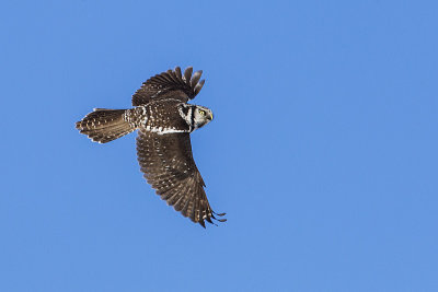 northern hawk owl 022414_MG_3300 