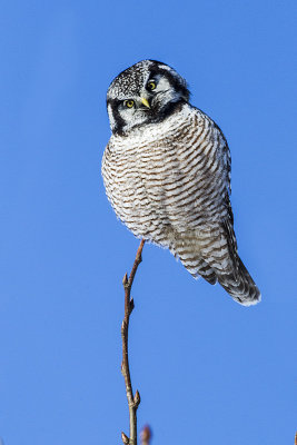 northern hawk owl 030214_MG_4324 