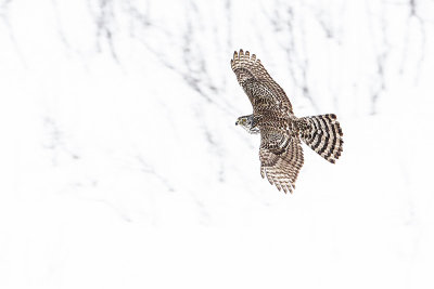 northern goshawk 030814_MG_4794 
