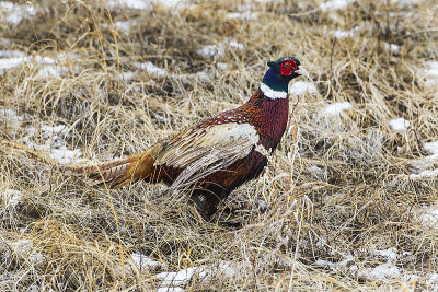 ring-necked pheasant 030814_MG_4481 