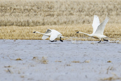 tundra swans 031614_MG_5400