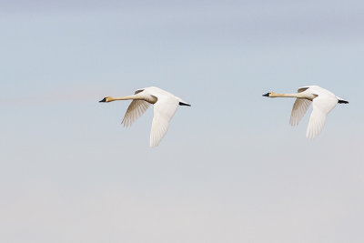 tundra swans 031614_MG_4947