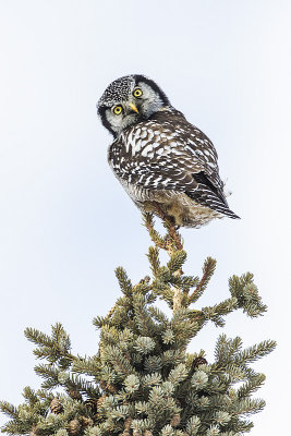 northern hawk owl 032314_MG_5502 