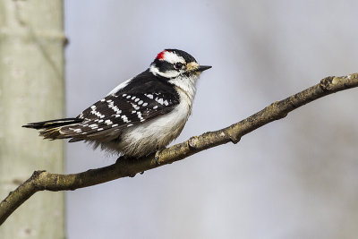 downy woodpecker 033014_MG_6673 