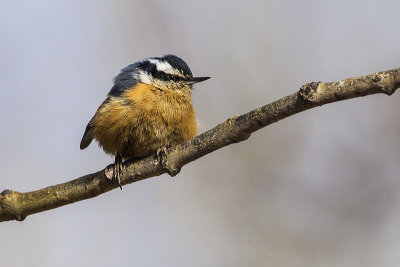 red-breasted nuthatch 033014_MG_5947 