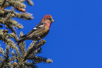 white-winged crossbill 033014_MG_7102 