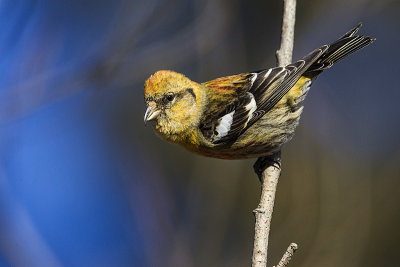 white-winged crossbill 033014_MG_7036