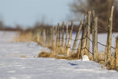 snowy owl 040614_MG_7852 