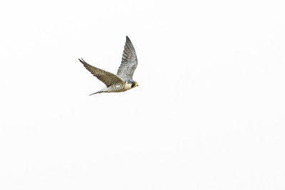 peregrine falcon 041314_MG_8196