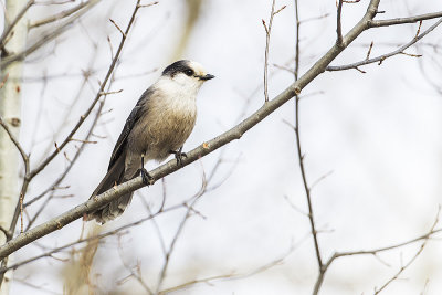 gray jay 040514_MG_7402 