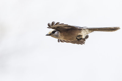 gray jay 040514_MG_7448 