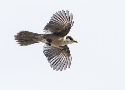 gray jay 040514_MG_7524 