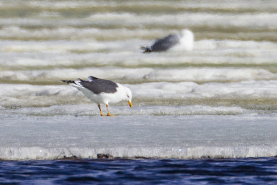 lesser black-backed gull 042014_MG_0550 