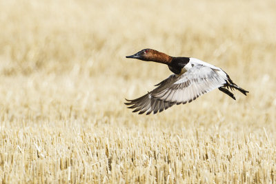 canvasback 042014_MG_0206 
