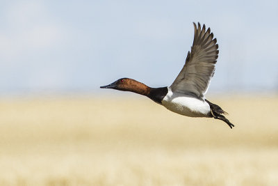 canvasback 042014_MG_0215 