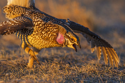 sharp-tailed grouse 041914_MG_8970 