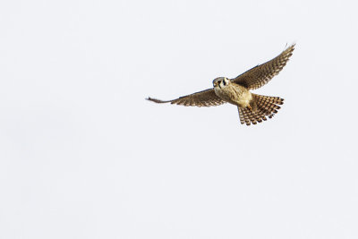 american kestrel 050214_MG_2005