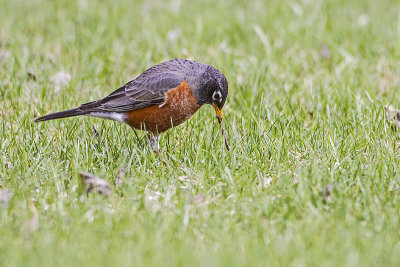 american robin 050314_MG_2879 