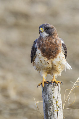 swainson's hawk 050214_MG_2330 