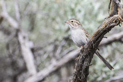 brewer's sparrow 051014_MG_5377 