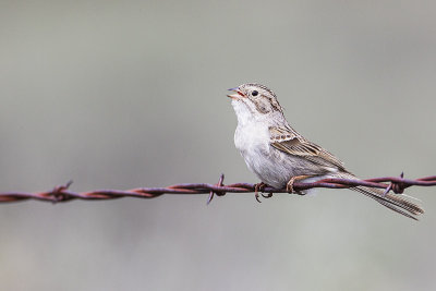 brewer's sparrow 051014_MG_5404 