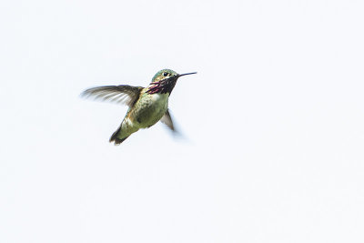 calliope hummingbird 050814_MG_3963 