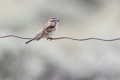 lark sparrow 051014_MG_5224 