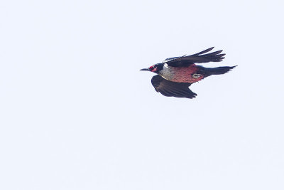 lewis's woodpecker 051014_MG_6120 