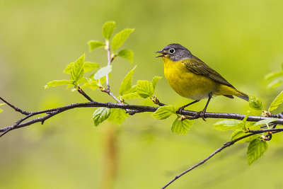 nashville warbler 050814_MG_3881 