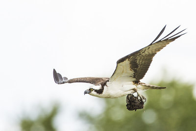 osprey 051014_MG_5458 