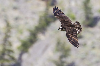osprey 051014_MG_5711 