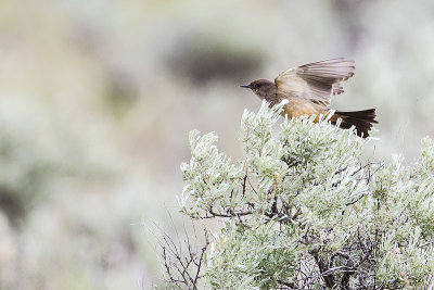 say's phoebe 051014_MG_5237 