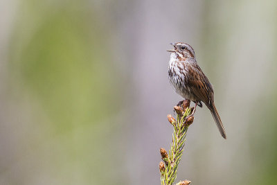 song sparrow 050814_MG_3631 