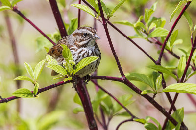 song sparrow 050814_MG_3434 