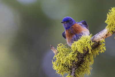 western bluebird 051014_MG_4578 