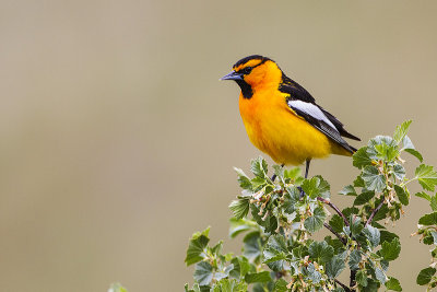 bullock's oriole 050914_MG_4021