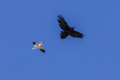 american avocet & raven 051714_MG_7103