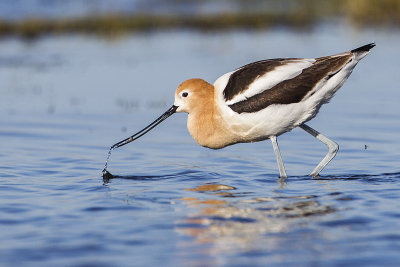 american avocet 051814_MG_8489
