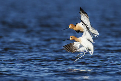 american avocets 051814_MG_9217