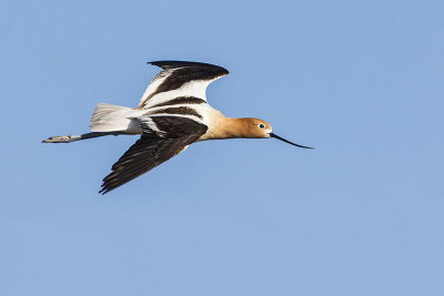 american avocet 051814_MG_8335