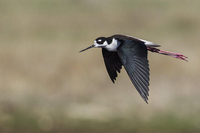 black-necked stilt 051814_MG_0333 